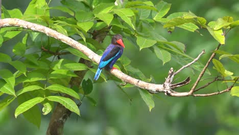 a-javan-kingfisher-basking-in-the-hot-sun-during-the-day