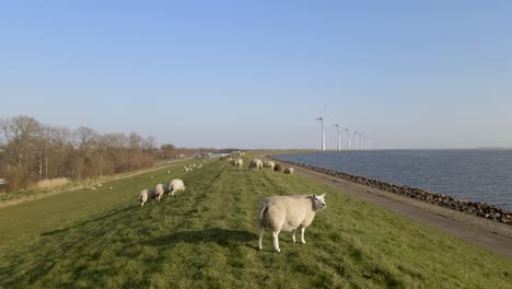 Orbiting-around-sheep-grazing-on-waterfront-grassland,-Windpark-in-background