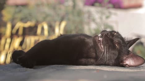 Slow-motion,-close-up-of-black-cat-lying-under-the-sun-on-city-street-pavement