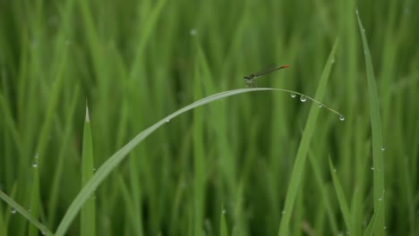 Die-Nadellibelle-Oder-Zygoptera-Wird-Auch-Libelle-Auf-Den-Blättern-Von-Reis-Genannt