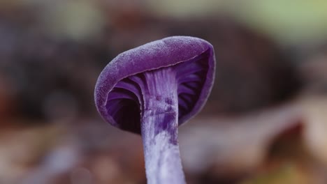 Wunderschöner-Violetter-Pilz-Wächst-Im-Wald,-Isoliertes-Makro-Mit-Kopierraum