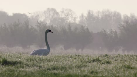 Swan-walks-in-wet-farm-land-in-early-morning-light,-distinctive-long-neck