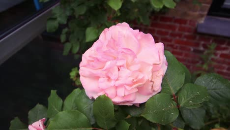 Rosa-Rose-Im-Sommerwind-–-Wilde-Rosenblüte-–-4k-Ultra-HD-UHD