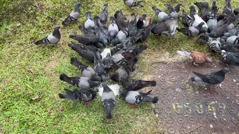 Flock-of-pigeons-eating--on-road-side-grass