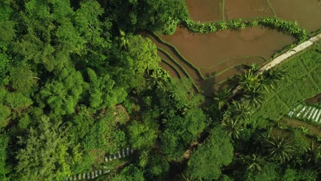 aerial-drone-view-of-terraced-rice-fields-with-a-hillside-background,-characteristic-of-the-agricultural-industry-in-Asia,-tropical-country-video,-shoot-moving-up-from-Tonoboyo-village,-Magelang