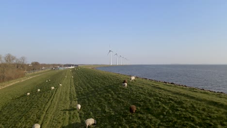 Herd-of-sheep-grazing-on-beautiful-scenery,-lake-coastline,-windmills-in-background