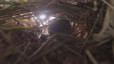 Cerrado-Savannah-mice-hiding-under-the-grass-with-sun-on-background