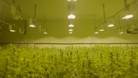 Tilt-down-from-growing-lamps-to-field-of-cannabis-plants-in-professional-nursery