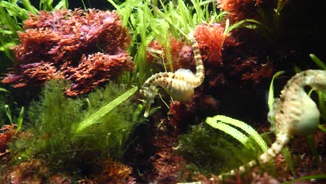 Close-up-shot-of-wild-Seahorses-swimming-in-clear-water-of-Aquarium-between-water-plants
