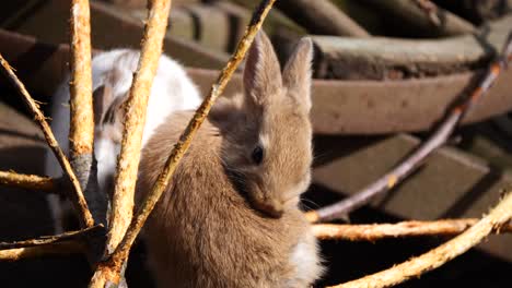 Close-up-shot-of-cute-brown-bunnies-cleaning-and-washing-herself-outdoors-in-nature-during-sunlight