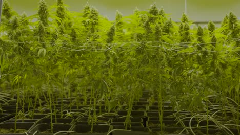 Slow-motion-dolly-out-of-large-cannabis-plants-growing-in-a-nursery