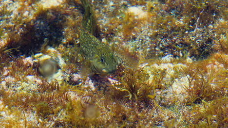 Barriguda-mora-eating-algae-in-the-shallow-waters-of-the-rocky-coast-of-the-Canary-Islands,-Spain