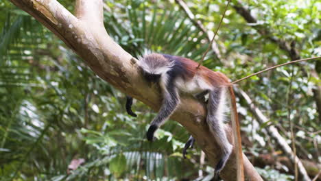 Zanzibar-red-colobus-monkey-sleeping-on-branch,-looking-as-if-dead