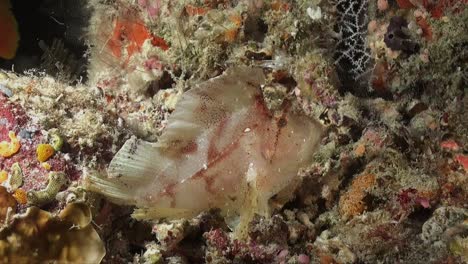 Weißblatt-Skorpionfisch-Auf-Buntem-Korallenriff
