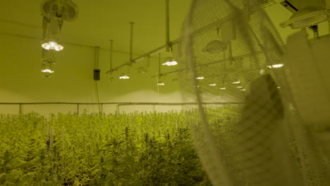 Fan-blowing-wind-of-a-large-group-of-cannabis-plants-in-professional-nursery