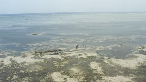 Fisherman-with-net-foraging-shore-seafloor-with-algae-at-low-tide