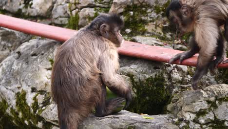 Monos-Capuchinos-Salvajes-Comiendo-Coco-Fresco-Sentados-En-Una-Roca-En-El-Desierto---Cerrar