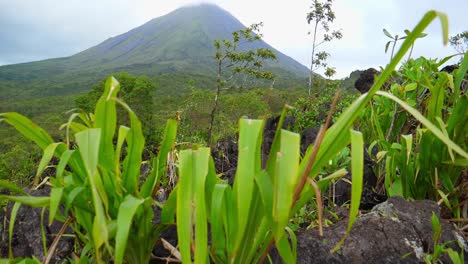 Focus-up-shot,-grass,-revealing-a-scenic-view-of-Arenal-volcano-in-Costa-Rica,-on-a-bright-sunny-day