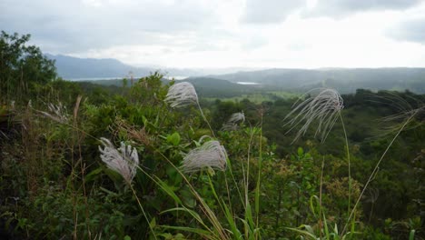 Gesamtaufnahme,-Malerischer-Blick-Auf-Vom-Wind-Verwehte-Pflanzen-Auf-Dem-Gipfel-Des-Regenwaldes-Von-La-Fortuna-In-Costa-Rica,-Strahlend-Blauer-Himmel-Im-Hintergrund