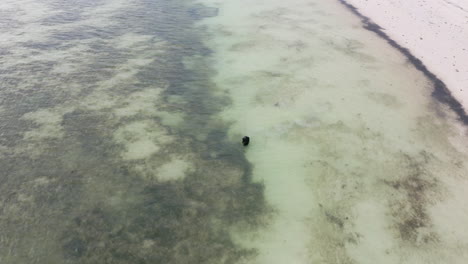 Person-walking-in-sea-at-low-tide-with-algae-on-seafloor
