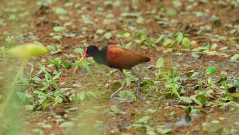 Striking-marsh-bird,-wattled-jacana-standing-on-quagmire-surrounded-by-peat-vegetations,-slowly-and-cautiously-walking-forward-at-pantanal-natural-region,-south-america