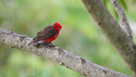 Puffy-little-male-scarlet-flycatcher,-pyrocephalus-rubinus-perched-on-tree-branch-with-sudden-change-in-weather,-raining-heavily-and-strong-wind-blowing-with-tree-swaying-in-the-background