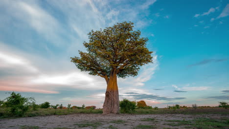 Vista-Desde-El-Mediodía-Hasta-La-Puesta-De-Sol-De-Un-árbol-Baobab-Baines-Solitario-Parado-En-Medio-De-Un-Safari-Africano-En-Botswana-áfrica---Lapso-De-Tiempo