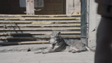 Street-dog-sitting-in-the-streets-of-Oaxaca-City,-Mexico