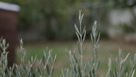 Junge-Olivenbaumblätter-Bewegen-Sich-Im-Wind-In-Einem-Garten