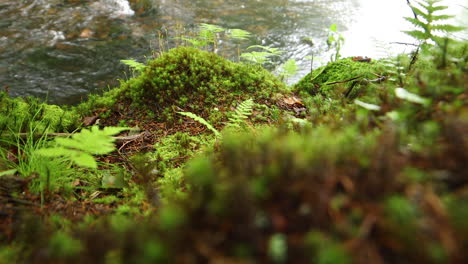 HD-stationary-shot-Maine-forest-wilderness,-a-riverbank-surrounded-by-dense-green-forest,-fog,-moss-and-plant-life
