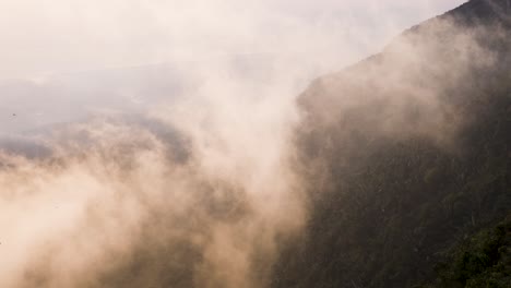 Birds-flying-through-glowing-mist-fog-rising-cloud-on-the-side-of-a-tropical-rainforest-hill-during-the-late-afternoon-soft-sun