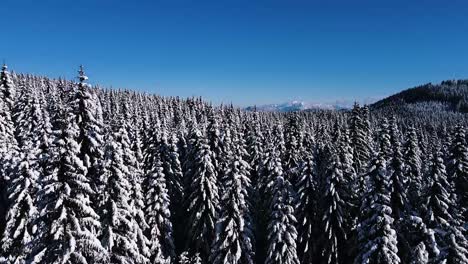 Drone-shot-of-a-enormous-snowy-forest