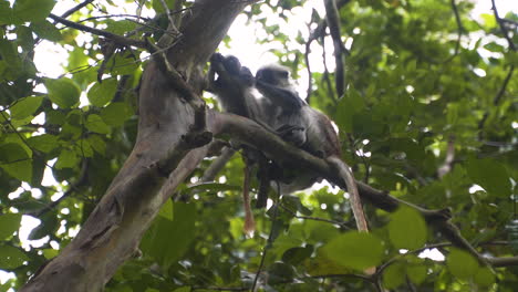Zanzibar-red-colobus-monkey-picking-fleas-from-another-monkey's-fur