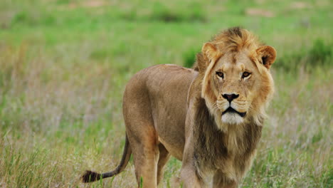 Wild-Lion-Walking-Alone-in-A-Grassy-Field-In-Central-Kalahari---close-up-shot