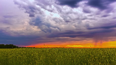 Time-lapse-of-dramatic-stormy-clouds-covering-sky-over-wheat-field-during-sunset-time