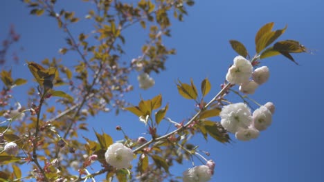 Weiße-Kirschblüten-Wehen-Im-Wind-An-Einem-Wunderschönen,-Strahlend-Blauen-Tag-In-Vancouver,-BC.-Mitteldichter-Blick-Nach-Oben,-Stabilisierte-Umlaufbahn