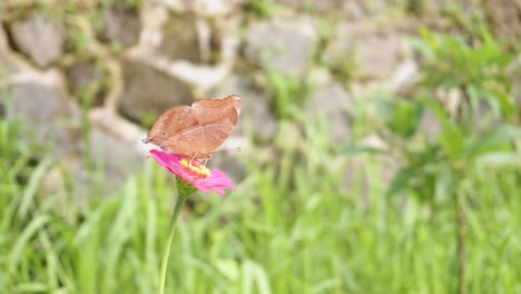 Brauner-Schmetterling-Thront-Auf-Einer-Roten-Blume