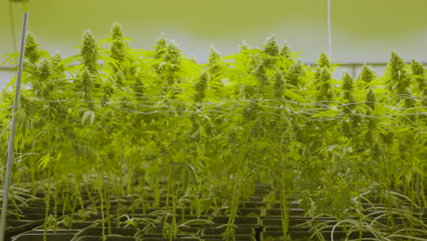 Dolly-Aus-Mehreren-Hohen-Cannabispflanzen,-Die-In-Einer-Gärtnerei-Wachsen