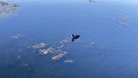 Im-Video-Sieht-Man-Ein-Blässhuhn,-Das-In-Einem-Feuchtgebiet-Schwimmt