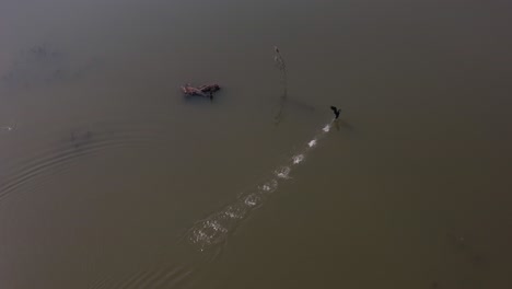 Breathtaking-wildlife-aerial-scene-of-mute-white-swan-taking-off-from-water-for-flight-in-lake,-park,-dusk