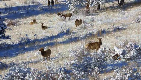 Herde-Elchkühe-Und-Ein-Bulle-Auf-Einem-Verschneiten-Hügel-In-Colorado,-Die-In-Die-Kamera-Schauen