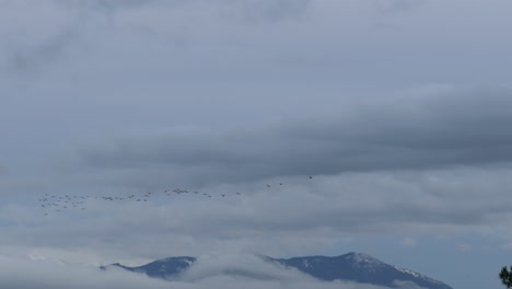 Flocks-of-birds-fly-in-the-sky-in-the-cloudy-atmosphere