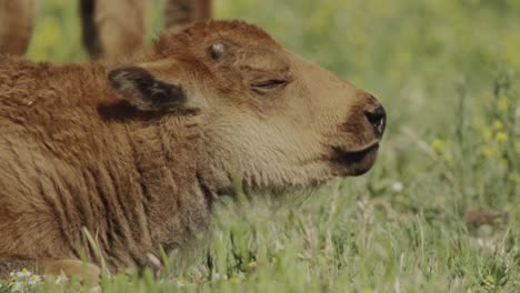 Bison-calf-yawning-in-the-sunshine