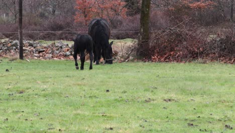 Black-mare-and-her-foal-on-a-meadow-under-a-rainy-day
