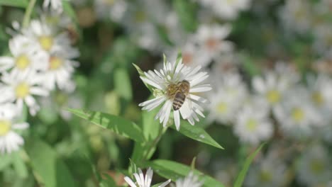 Eine-Nahaufnahme-Einer-Großen-Honigbiene,-Die-Pollen-Von-Einer-Weißen-Asterblume-Sammelt