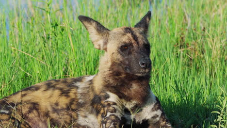 African-Wild-Dog-With-Sleepy-Eyes-Lying-On-The-Grass-In-Khwai-Nature-Reserve,-Botswana