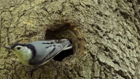 White-Breasted-Nuthatch-Walking-Out-Of-Tree-Cavity-Nest