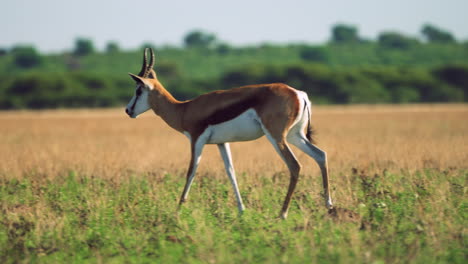 Springbok-Walks-In-Sun-Across-Short-Grass-In-Central-Kalahari-Game-Reserve,-Botswana---wide-shot