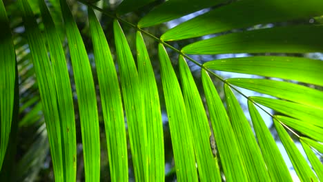 Grünes-Palmblatt,-Das-Im-Licht-Tanzt