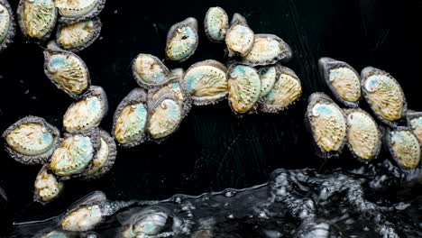 Junge-Südafrikanische-Abalone,-Sehr-Mobil-Im-Belüfteten-Becken